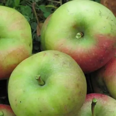 Яблоня ПАМЯТЬ СИКОРЫ в Гродно