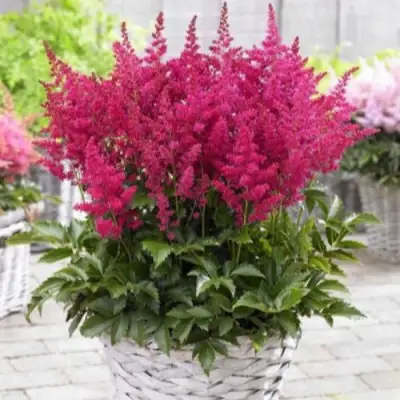 Астильба ЛАКИ ДЕЙ Арендса в Гродно