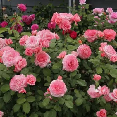 Роза ИНСТИТУТ ЛЮМЬЕР шраб в Гродно