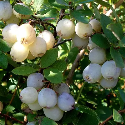 Голубика СНЕГУРОЧКА в Гродно