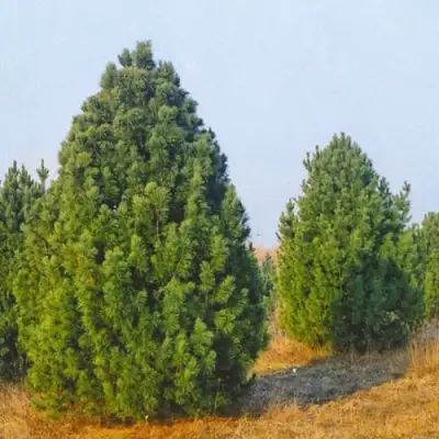 Сосна черная ПИРАМИДАЛИС в Гродно