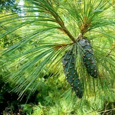 Сосна гриффита в Гродно