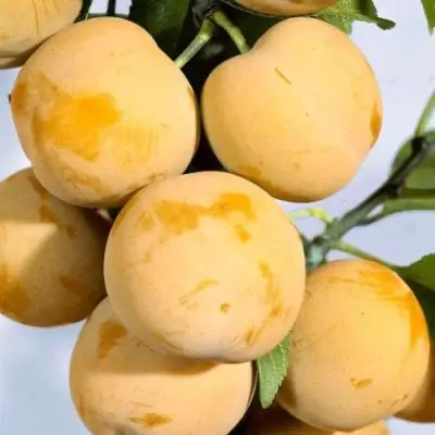 Слива РЕНКЛОД ранний в Гродно