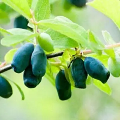 Жимолость съедобная АМФОРА в Гродно