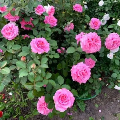 Роза ЭШЛИ чайно-гибридная в Гродно