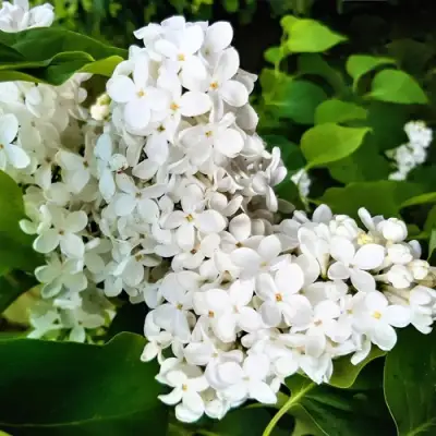 Сирень МАЛЕНЬКИЙ ПРИНЦ в Гродно