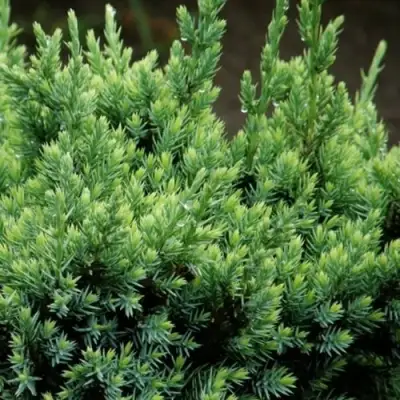 Можжевельник ХОЛГЕР чешуйчатый в Гродно