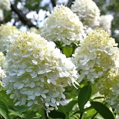 Гортензия БОМБШЕЛ метельчатая в Гродно