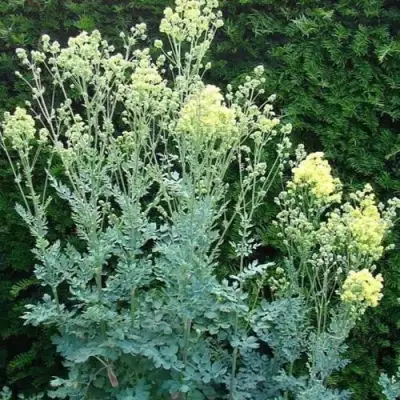 Василистник ГЛАУКУМ желтый в Гродно