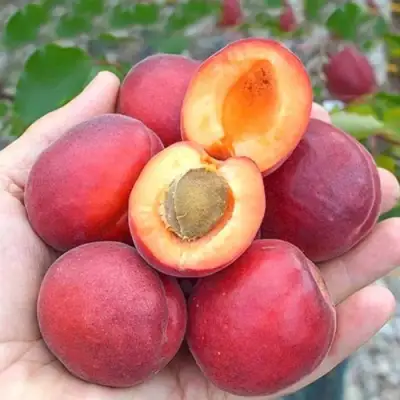 Абрикос РУБИСТА в Гродно