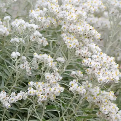 Анафалис ЖЕМЧУЖНЫЙ в Гродно