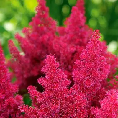 Астильба КОБЛЕНЦ японская в Гродно