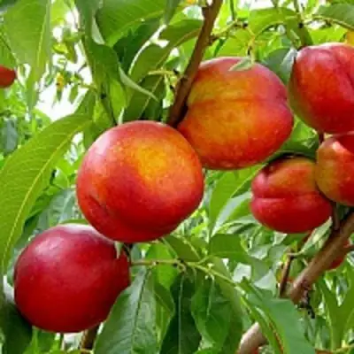 Нектарин ХАРБЛЕЙЗ в Гродно