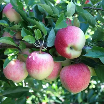 Яблоня ГРУШОВКА МОСКОВСКАЯ в Гродно