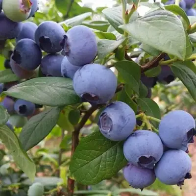 Голубика БЛЮГОЛД в Гродно