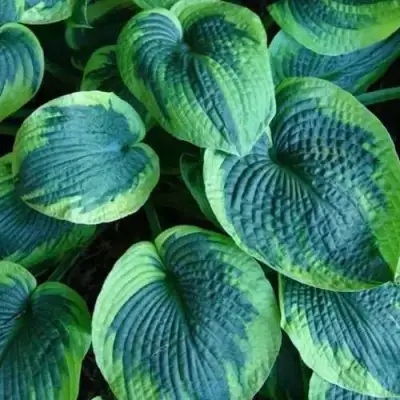 Хоста ТОКУДАМА ФЛАВОЦИРЦИНАЛИС гибридная в Гродно