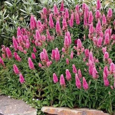 Вероника РОЗЕА колосковая в Гродно