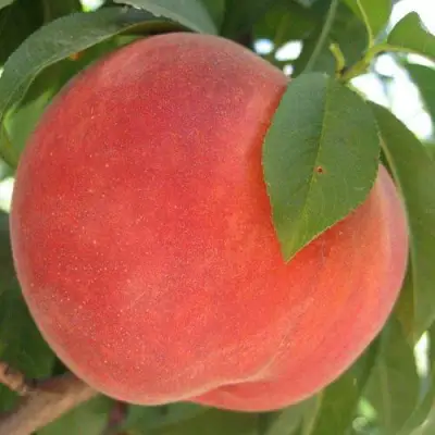 Персик МАЙСКИЙ ЦВЕТОК в Гродно