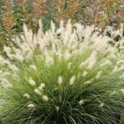 Пеннисетум ХАМЕЛН в Гродно