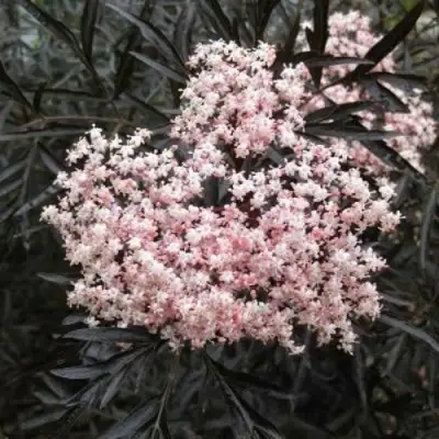 Бузина черная БЛЭК ЛЕЙС ЕВА в Гродно