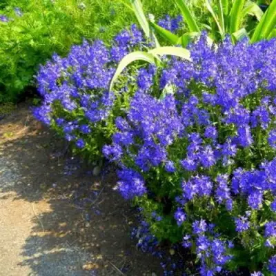 Вероника РОЯЛ БЛЮ большая в Гродно