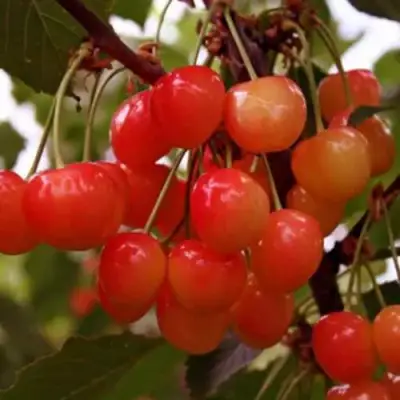 Черешня ДОНЧАНКА в Гродно