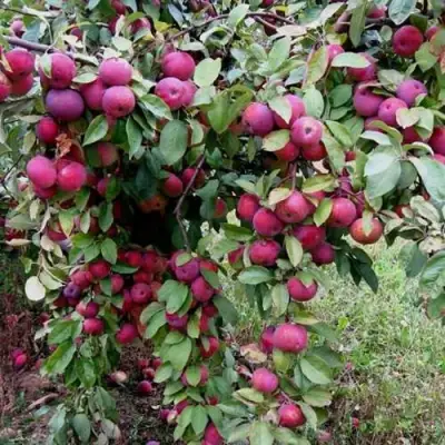 Яблоня ФЛОРИНА в Гродно