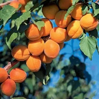 Абрикос ХАРКОТ в Гродно