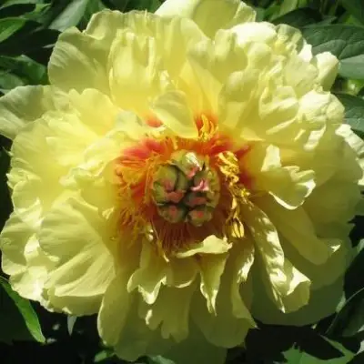 Пион ЗОЛОТАЯ КОРОНА древовидный в Гродно