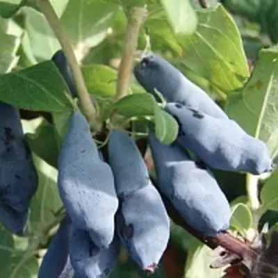 Жимолость съедобная НИМФА (ГАММА) в Гродно