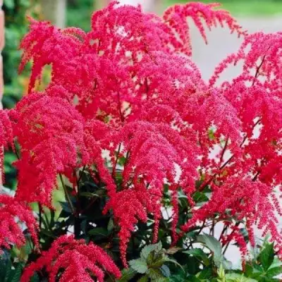 Астильба РЕД ЧАРМ Арендса в Гродно