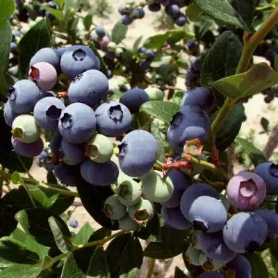 Голубика ЭЛИЗАБЕТ в Гродно