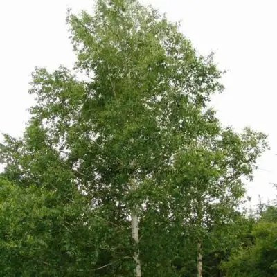 Береза бородавчатая в Гродно