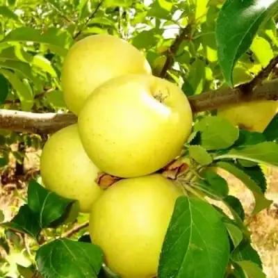 Яблоня ГОЛДЕН ДЕЛИШЕС в Гродно