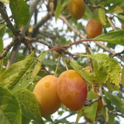 Слива НАТАША в Гродно