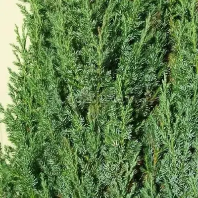 Можжевельник ХИБЕРНИКА обыкновенный  в Гродно