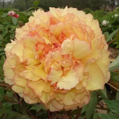 Пион ЗОЛОТАЯ РОССЫПЬ древовидный в Гродно