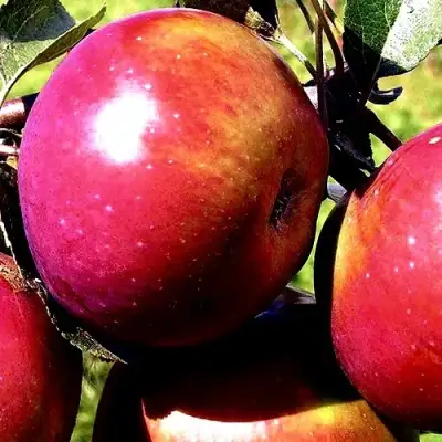 Яблоня ВЕСЯЛИНА в Гродно