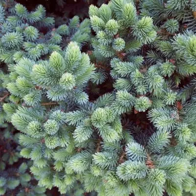 Ель ЭХИНИФОРМИС сизая в Гродно