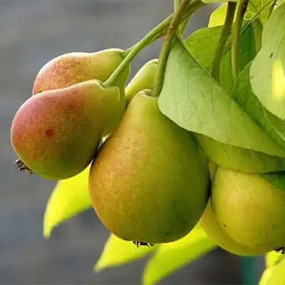 Груша СЕВЕРЯНКА в Гродно