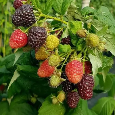 Малина БЛЭК ПОЛЬКА (ХЕБАН) в Гродно