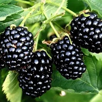 Ежевика ПРАЙМ АРК ТРЕВЕЛЕР ремонтантная  в Гродно