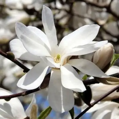 Магнолия ЛЕБНЕРА МЕРРИЛЛ в Гродно