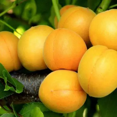 Абрикос ЦАРСКИЙ в Гродно