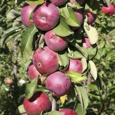 Яблоня ЕСЕНИЯ колонновидная в Гродно