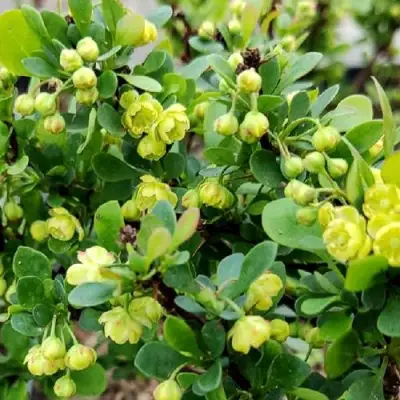 Барбарис КОБОЛЬД тунберга в Гродно