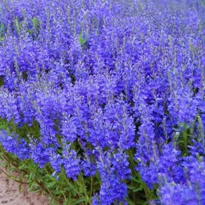 Вероника австрийская в Гродно