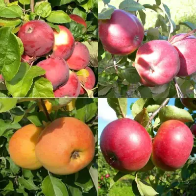 Комплект ЯБЛОНЕВЫЙ КВАРТЕТ в Гродно