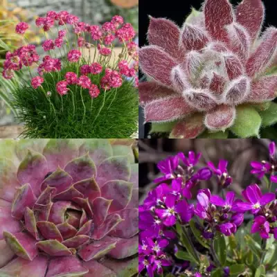 Комплект МИНИ САД в Гродно