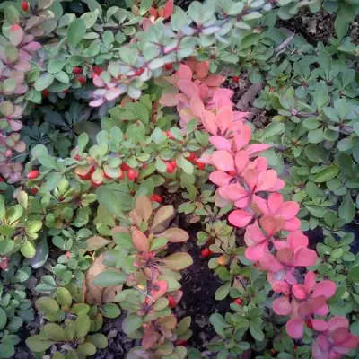 Барбарис ГРИН КАРПЕТ тунберга в Гродно